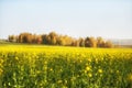 field of yellow buckwheat harvest