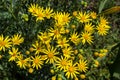 yellow flowering plants of Ragwort, Jacobaea vulgaris early morning on sunny day with blue sky in summer season close up Royalty Free Stock Photo