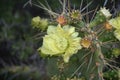 Yellow Flowering Prickly Pear Cactus in Bloom