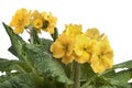 Yellow flowering Primula elatior Royalty Free Stock Photo