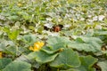 Yellow flowering pumpkin plants in the field from close Royalty Free Stock Photo