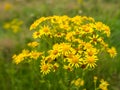 Yellow flowering Ragwort Royalty Free Stock Photo