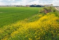 Yellow flowering rape seed on the edge of a newly sown field