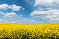Yellow flowering rapeseed field and blue sky with white clouds Royalty Free Stock Photo