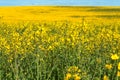 Yellow flowering rapeseed field landscape