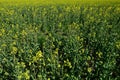 Yellow flowering Rapeseed field, latin name Brassica Napus, visible from single spring plants to continous yellow line