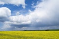 Yellow flowering rapeseed field