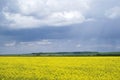 Yellow flowering rapeseed field