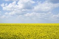 Yellow flowering rapeseed field