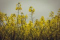 Yellow flowering rapeseed fields. Countryside landscape