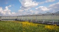 Yellow flowering rapeseed in the front of a Dutch horticultural greenhouse