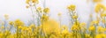 Yellow flowering rapeseed plants in the misty morning. Wide-angle agricultural background Royalty Free Stock Photo
