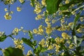 yellow flowering rapeseed plants seen from below against the clear blue sky Royalty Free Stock Photo