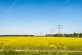 Yellow flowering rapeseed plants in springtime Royalty Free Stock Photo