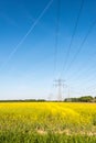 Yellow flowering rapeseed plants in springtime Royalty Free Stock Photo