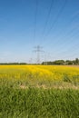 Yellow flowering rapeseed plants in springtime Royalty Free Stock Photo