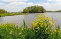 Yellow flowering rapeseed on the shore of a small lake