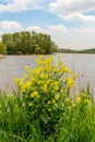 Yellow flowering rapeseed on the shore of a small lake Royalty Free Stock Photo