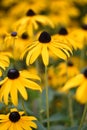 Yellow flowering Rudbeckia