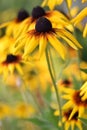 Yellow flowering Rudbeckia