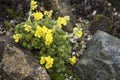 Saxifraga `Meteor`