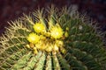 Schwarz`s Barrel Cactus ferocactus schwarzii Royalty Free Stock Photo