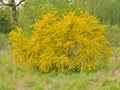 Yellow flowering scotch broom bush in spring Royalty Free Stock Photo