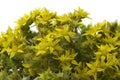 Yellow flowering Sedum acre