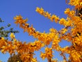 Yellow flowering shrub on blue sky