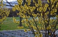 Yellow flowering shrub in the garden. blooms in early spring. funnel shape and yellow flowers in the park garden, hazel witch, blo Royalty Free Stock Photo