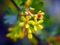Yellow flowering shrub in sprintime