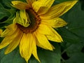Yellow flowering sunflower in the garden with raindrops on the petals Royalty Free Stock Photo