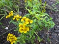 Yellow flowering sweetscented marigold, Tagetes lucida Royalty Free Stock Photo