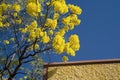 Yellow Flowering Tabebuia Tree Royalty Free Stock Photo