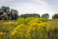 Yellow flowering tansy ragwort plants in the foreground of a Dutch nature reserve
