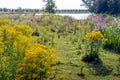 Yellow flowering tansy ragwort plants in the foreground of a Dutch nature reserve