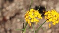 Erysimum Capitatum Bloom - San Jacinto Mtns - 061222