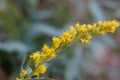 Solidago Velutina Bloom - San Emigdio Mtns - 100722