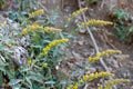 Solidago Velutina Bloom - San Emigdio Mtns - 100722