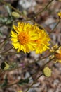 Encelia Actoni Bloom - West Mojave Desert - 051322