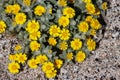 Eriophyllum Wallacei Bloom - Coachella Valley Desert - 040522 Royalty Free Stock Photo