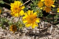 Encelia Virginensis Bloom - Coachella Valley Desert - 032222 Royalty Free Stock Photo