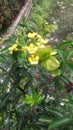  A yellow flowering tree planted in the garden .