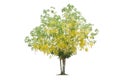 Yellow flowering tree Isolated from the white background save path Royalty Free Stock Photo