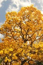 Yellow flowering tree Tabebuia chrysanta araguaney