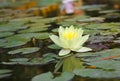 yellow flowering water lily in a pond with green leaves, lotus Royalty Free Stock Photo