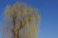 Yellow flowering willow against the blue sky Royalty Free Stock Photo