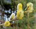 Yellow flowering willows - Salix caprea with willow kittens blurred background