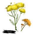 Yellow flowering yarrow plant fresh and dried