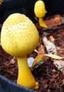 Yellow flowerpot parasol mushroom in flowerpot